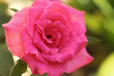 Rose flower flowering plant petal Photo