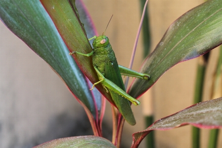 Foto Cavalletta insetto pianta terrestre
 fusto della pianta
