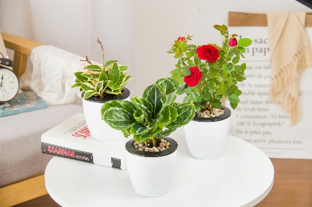 Rose flower flowerpot houseplant Photo