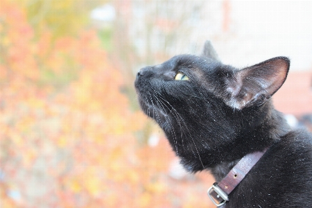 Foto Kucing anak berukuran kecil hingga sedang
 felidae
