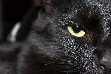 Foto Gato gatito negro ojos