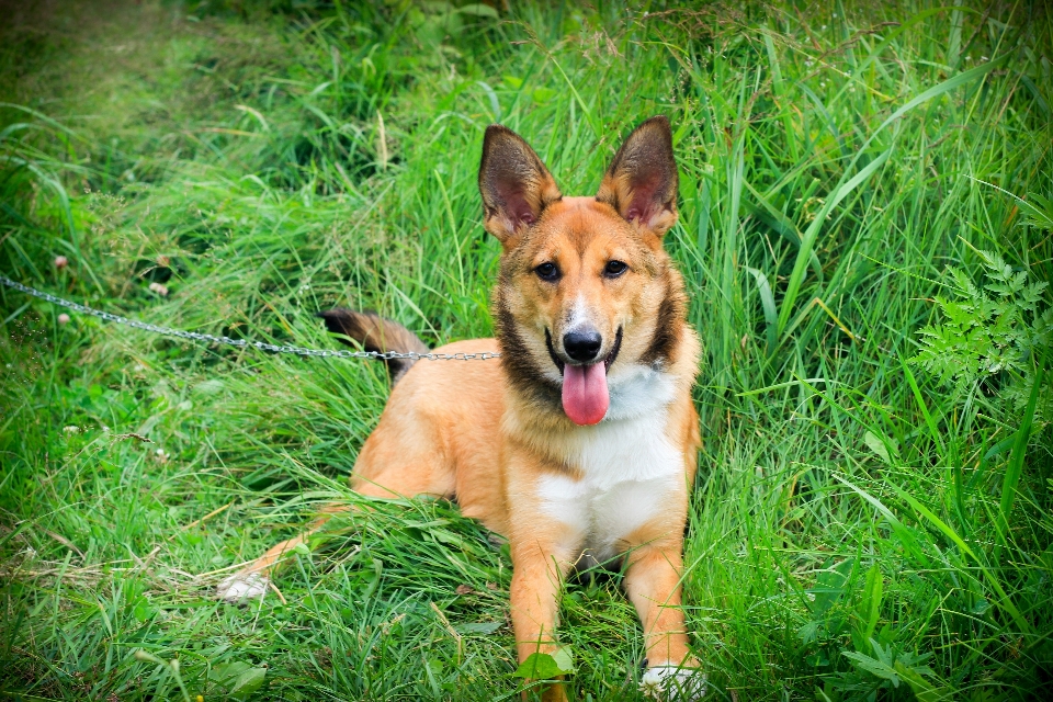 Anjing rumput hijau musim panas