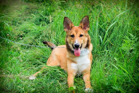 Dog grass green summer Photo