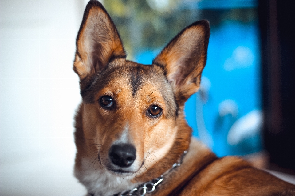 Brown dog eyes mammal