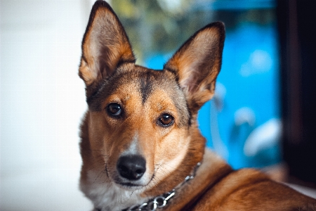 Brown dog eyes mammal Photo