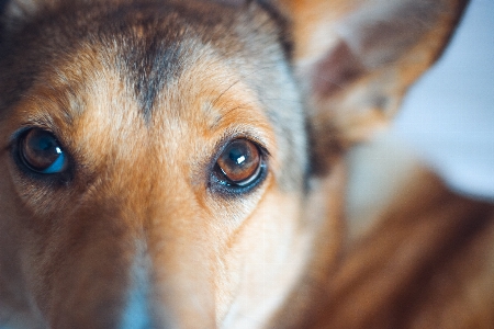 Dog brown red eye Photo