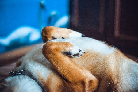 Dog mammal canidae breed Photo