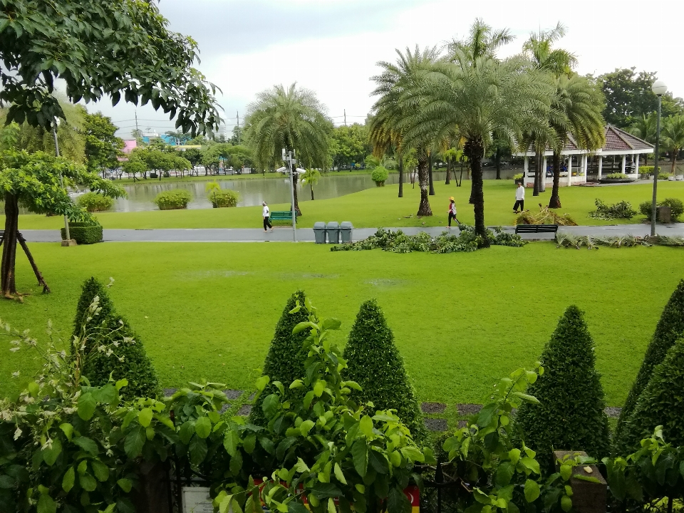 Park urban trees plants