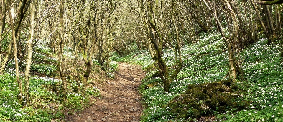 Wood flowers woodland natural landscape