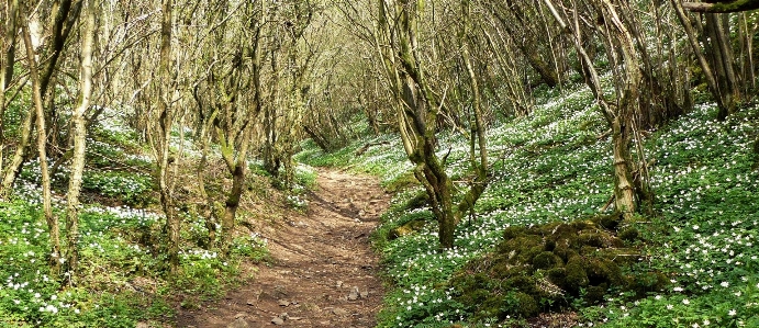 Wood flowers woodland natural landscape Photo