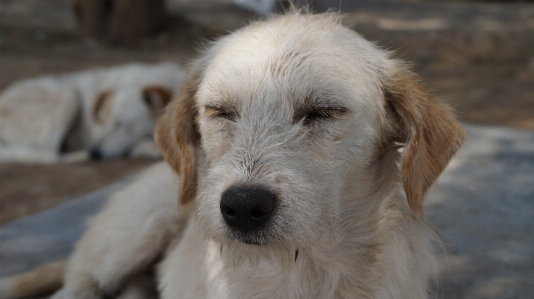 Dog mammal vertebrate breed Photo