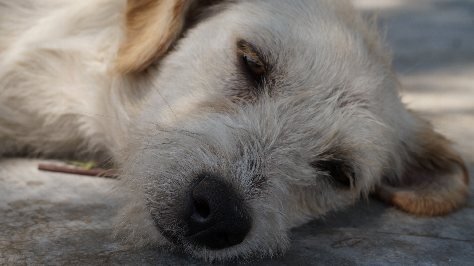 Perro mamífero vertebrado
 raza canina
