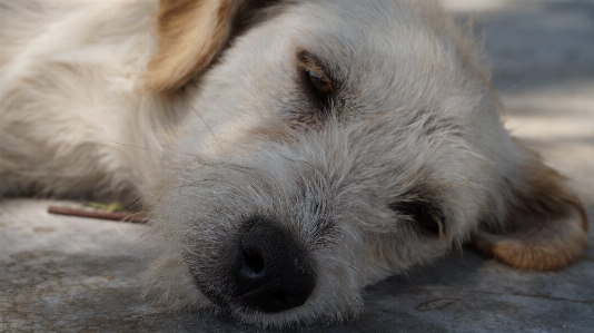 Foto Anjing mamalia bertulang belakang
 ras anjing
