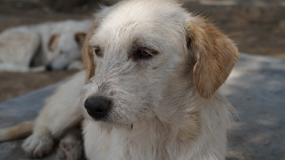 Perro mamífero vertebrado
 raza canina
