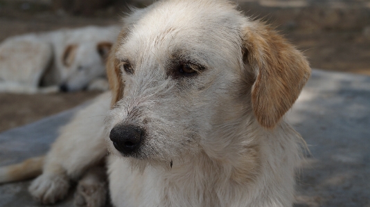 Dog mammal vertebrate breed Photo