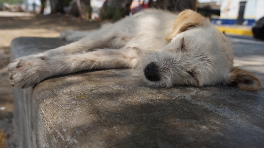 Köpek köpekgiller
 türü
 refakatçi köpek
 Fotoğraf