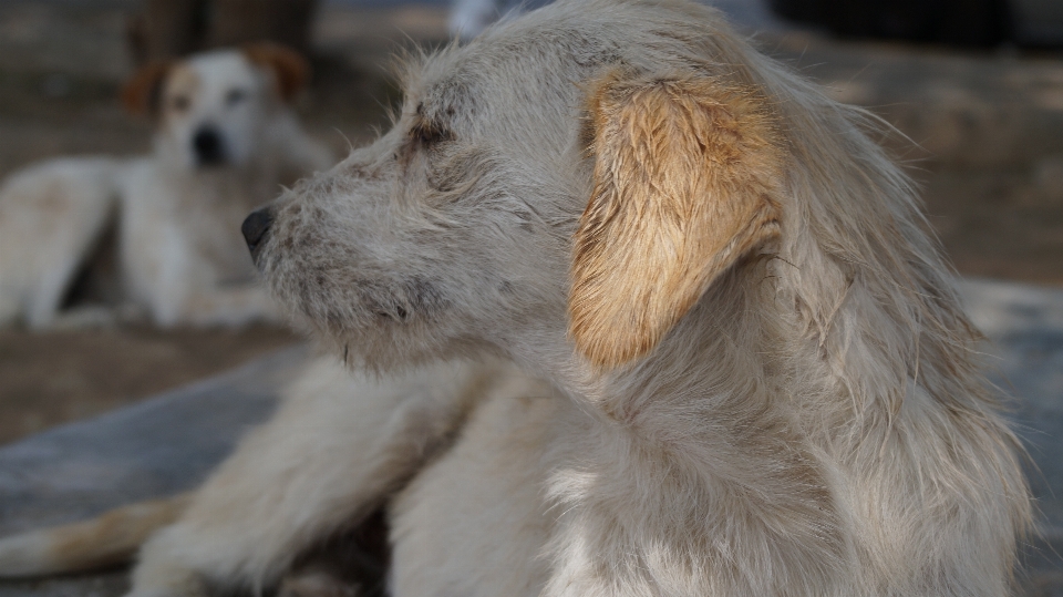 Anjing mamalia bertulang belakang
 ras anjing
