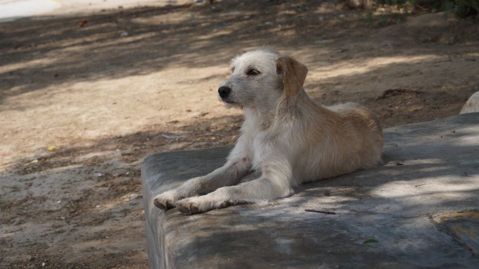 Hund säugetier wirbeltier
 canidae
