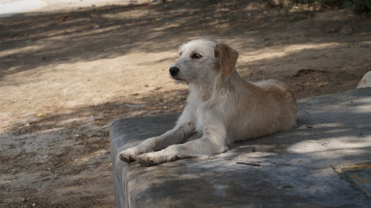 Foto Anjing mamalia bertulang belakang
 canidae
