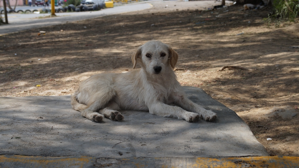 Köpek memeli omurgalı
 köpekgiller
