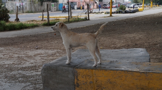 Photo Chien vertébré
 mammifère canidés
