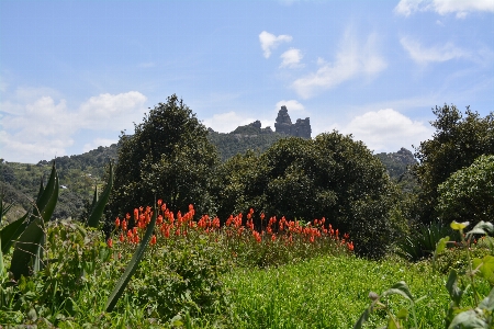 Nature vegetation natural landscape flower Photo