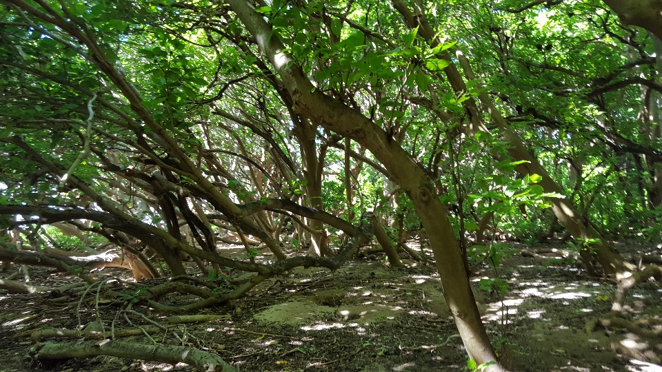 Trees green wood sunlight