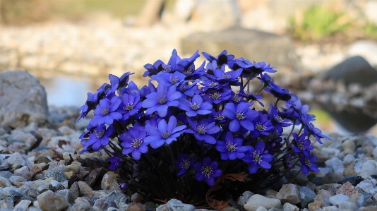 Flower flowering plant alpine forget me not blue Photo