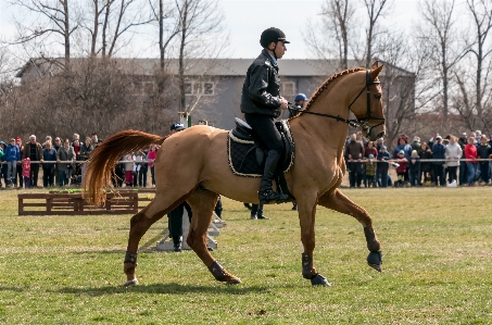 Horse halter bridle rein Photo