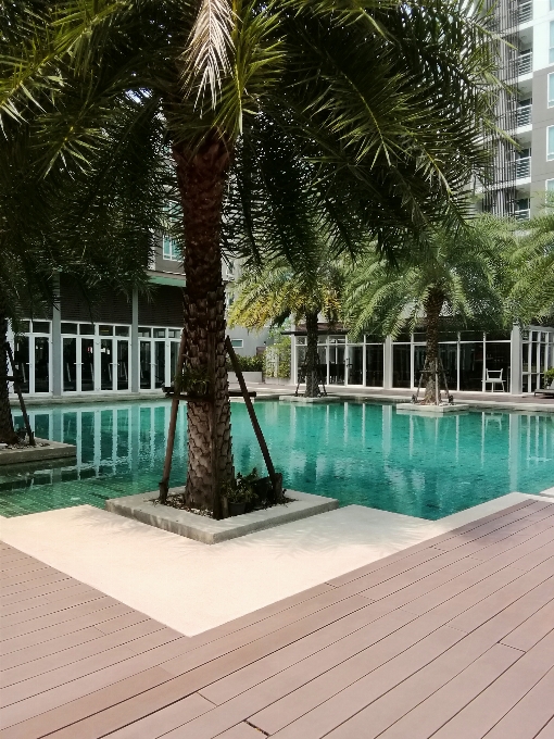 Tree property swimming pool palm