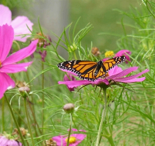 Foto Mariposa flor polillas y mariposas
 subgénero cynthia
