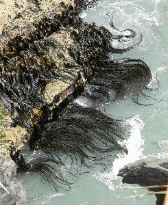 Seaweed water watercourse rock Photo