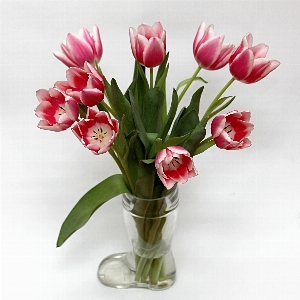 Flower tulip flowering plant Photo