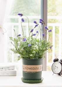 Lavender flower flowerpot plant Photo