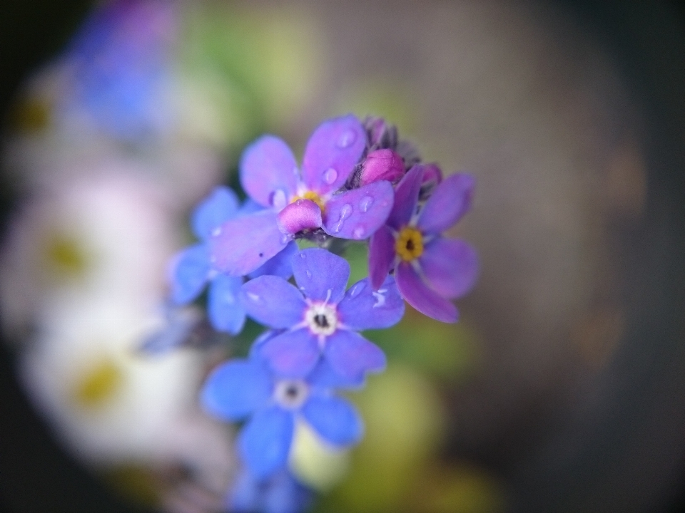 Flor primavera verano macro