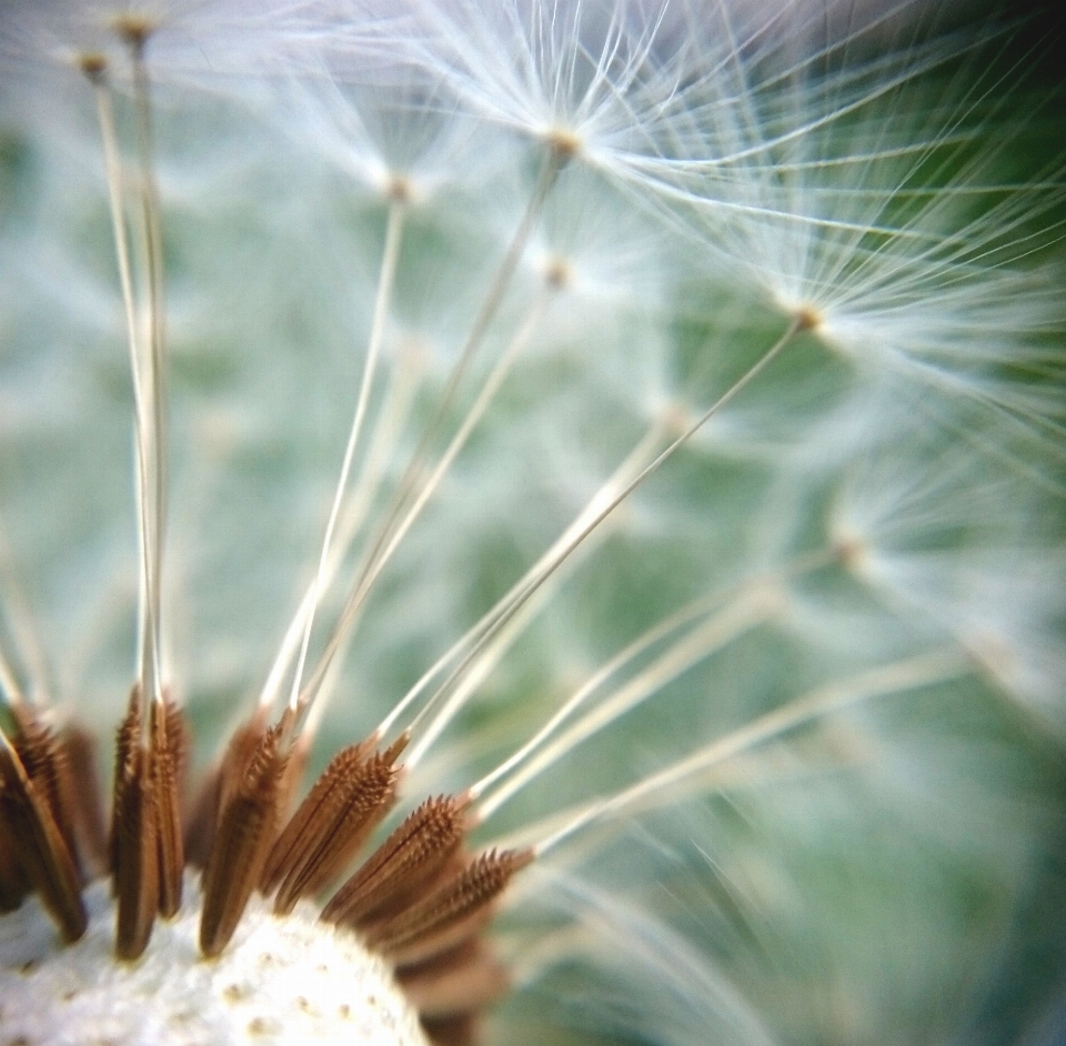 Flower macro dandelion spring