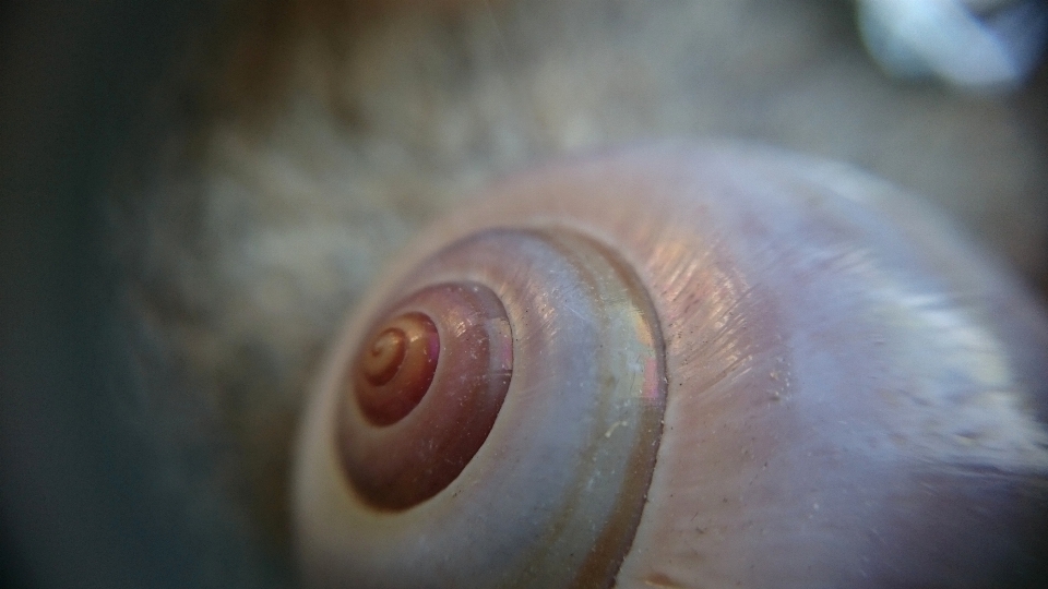 Snail macro nature macros