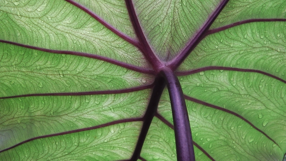 Macro leaf green plant