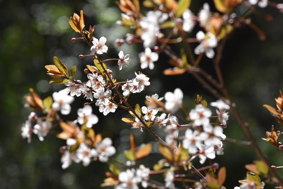 Primavera fiore pianta ramo