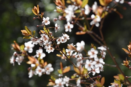 春 花 植物 ブランチ 写真