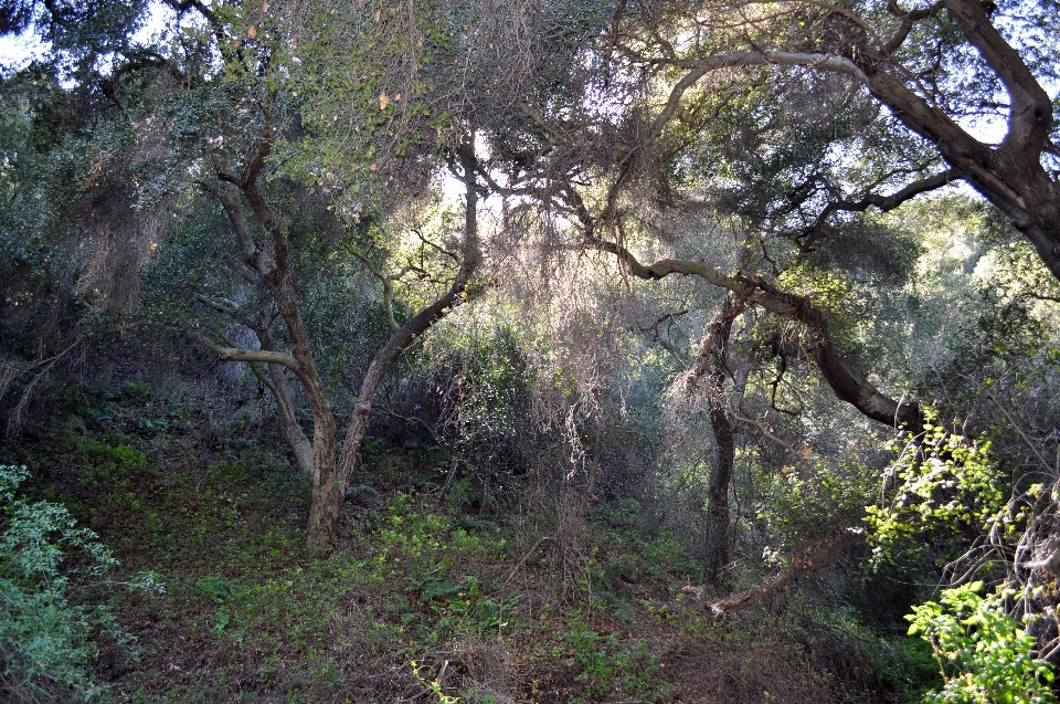 Ek hutan pohon tumbuh-tumbuhan