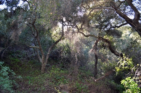 Foto Carvalho floresta árvore vegetação