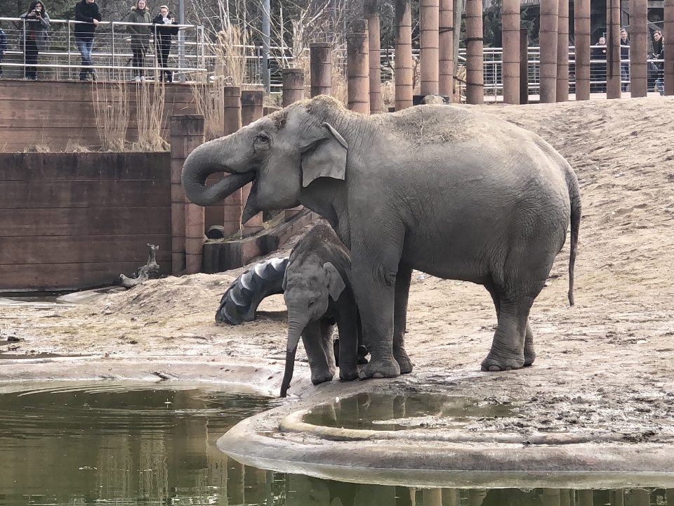 Animals elephants and mammoths terrestrial animal vertebrate