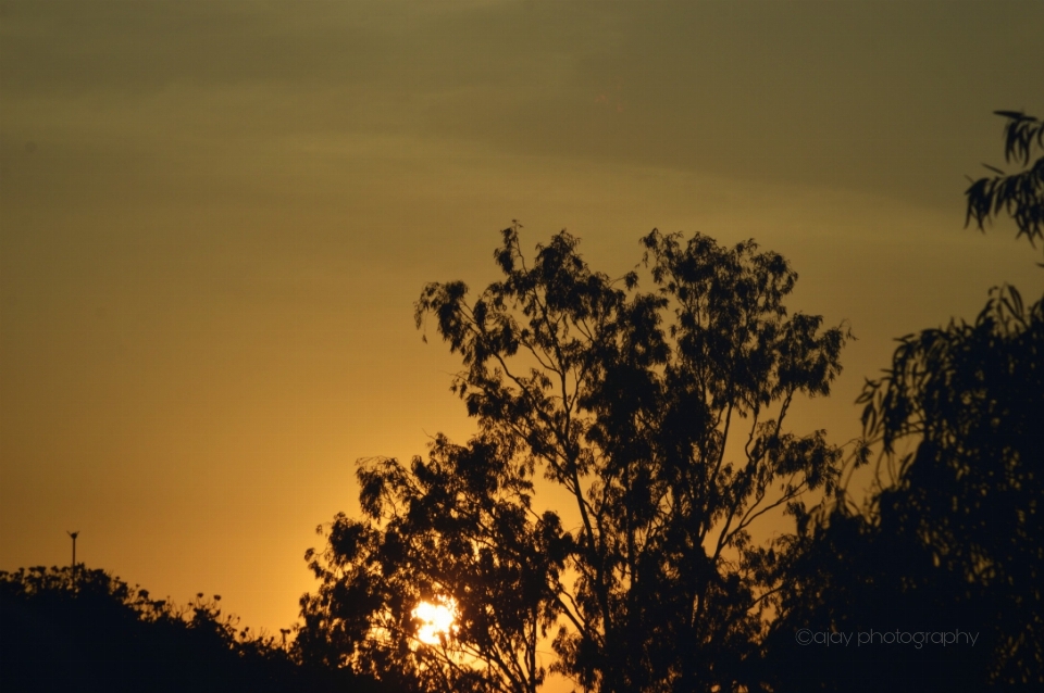 Sunset sky cloud tree