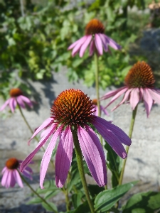 Foto Flor planta com flor
 roxa
 coneflower