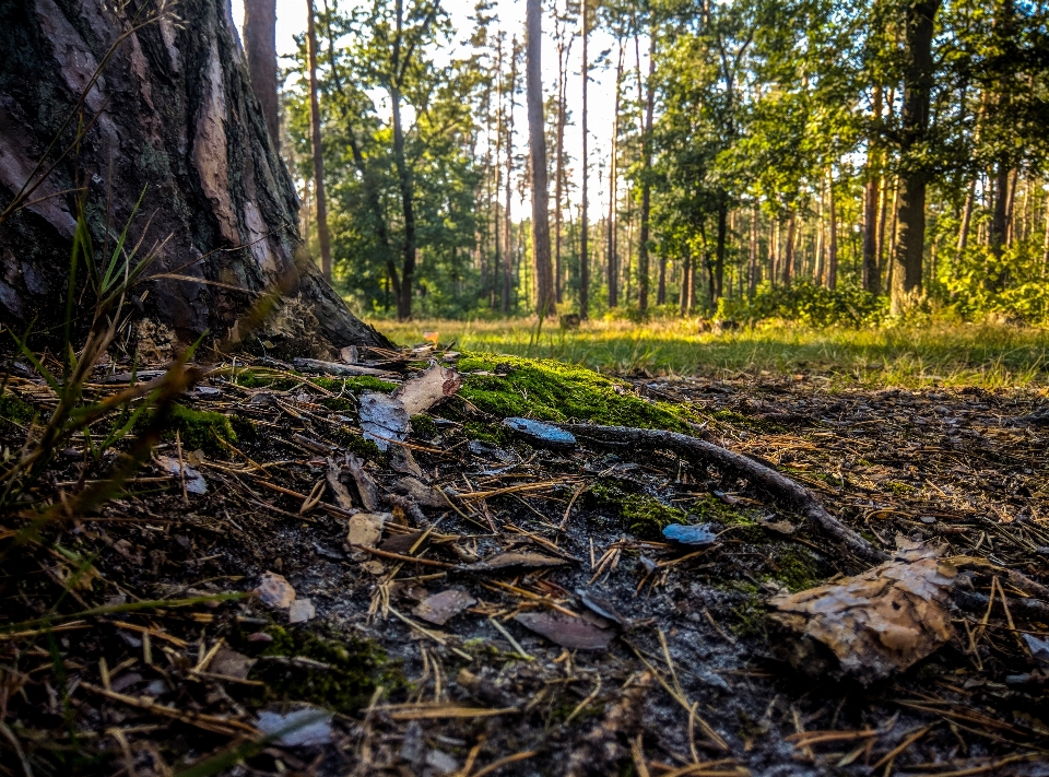 Hutan hari pohon pemandangan alam
