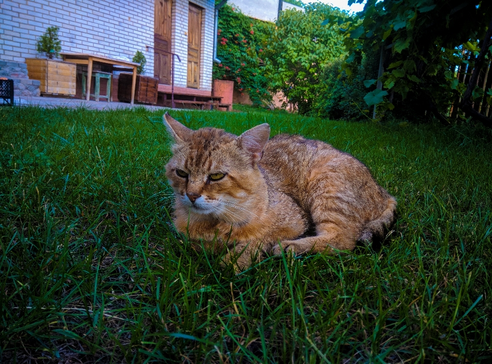 кот трава млекопитающее маленькие и средние кошки
