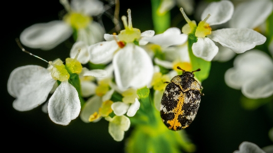 Flower insect white beetle Photo