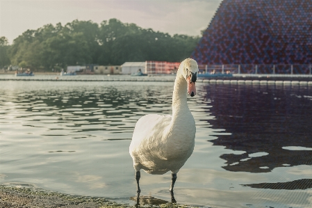 白鳥 川 動物 アヒル 写真