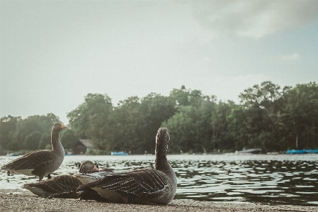 Duck river animal feather Photo